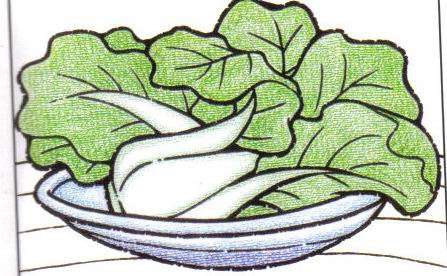 營養(yǎng)的小青菜