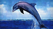 海面上的海豚