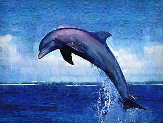 海面上的海豚