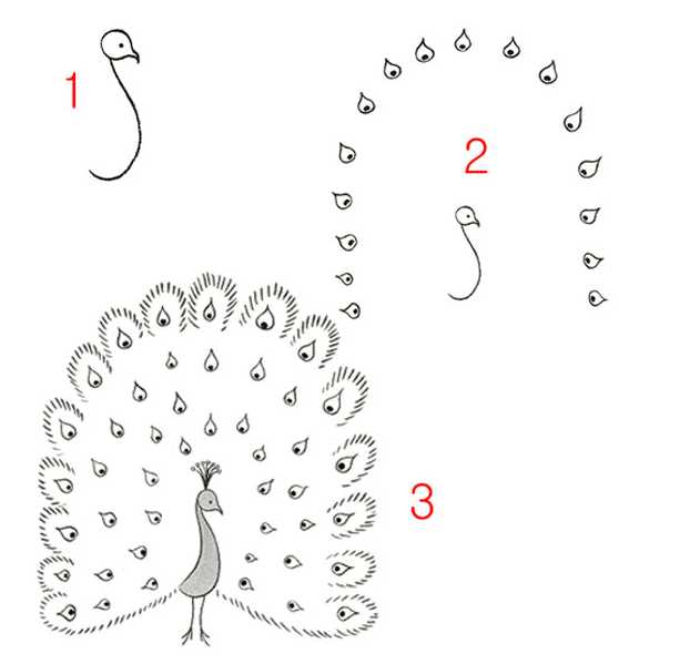 2種孔雀開屏簡筆 畫法