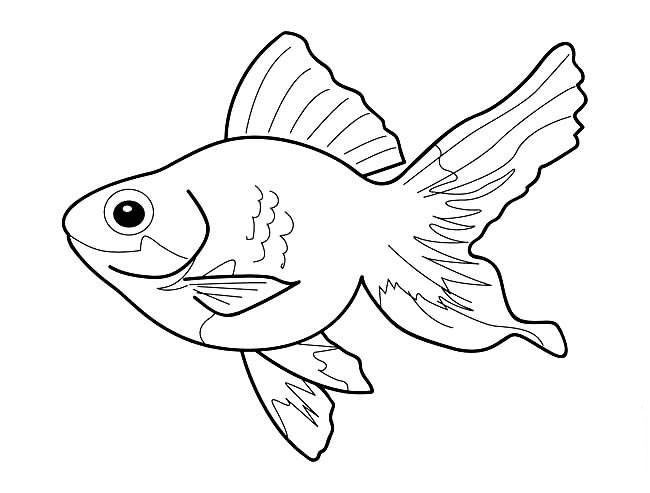 美麗的金魚(yú)<a href=http://inspiredelm.com/ertonghua/ target=_blank class=infotextkey>兒童畫</a>圖片_美麗的金魚(yú)兒童繪畫圖集