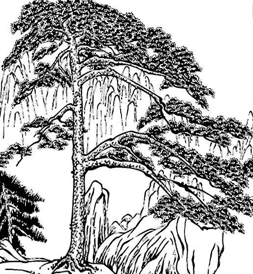 松樹(shù)植物簡(jiǎn)筆