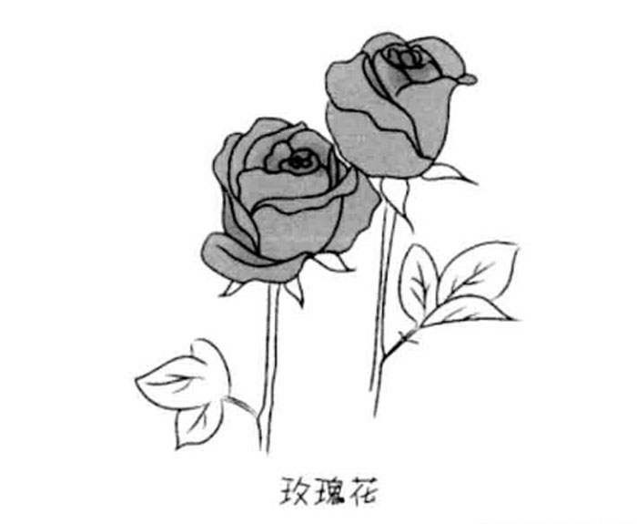 情人節(jié)玫瑰花簡(jiǎn)筆畫