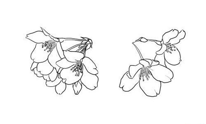 漂亮的櫻花簡筆畫