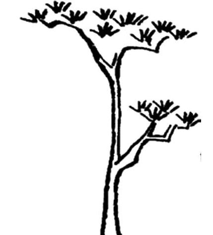 松樹(shù)植物簡(jiǎn)筆