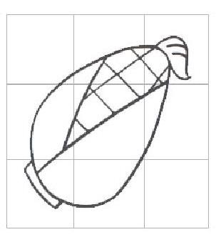 玉米的簡筆畫畫法步驟圖解