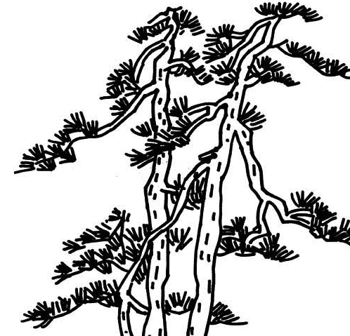 松樹(shù)植物簡(jiǎn)筆