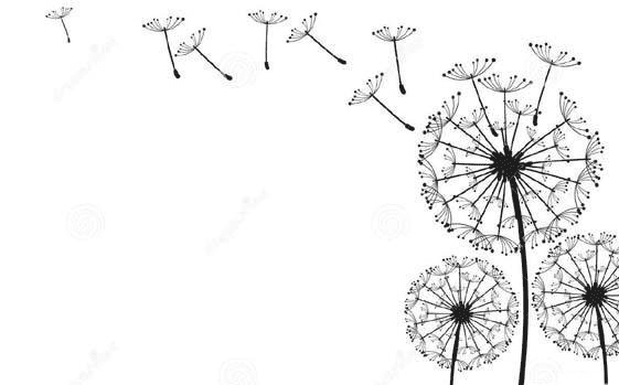 漂亮的蒲公英簡筆