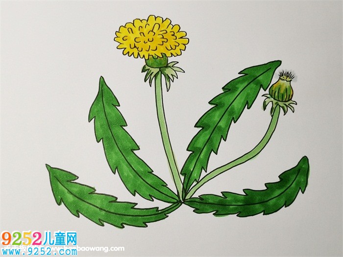 蒲公英怎么畫(huà)<a href=http://inspiredelm.com/jianbihua/ target=_blank class=infotextkey>簡(jiǎn)筆畫(huà)</a>