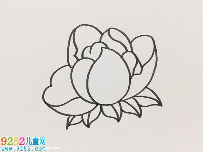 芍藥簡(jiǎn)單畫法