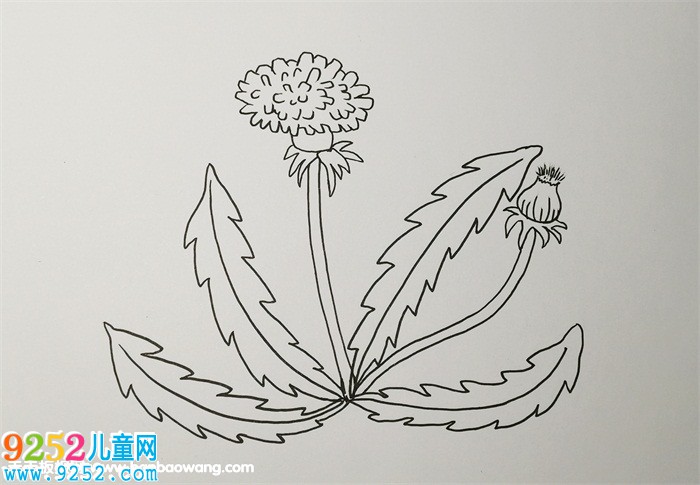 蒲公英怎么畫(huà)<a href=http://inspiredelm.com/jianbihua/ target=_blank class=infotextkey>簡(jiǎn)筆畫(huà)</a>