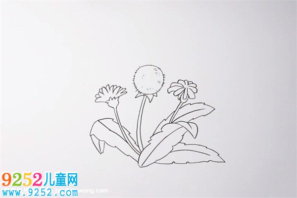 蒲公英<a href=http://inspiredelm.com/jianbihua/ target=_blank class=infotextkey>簡(jiǎn)筆畫(huà)</a>