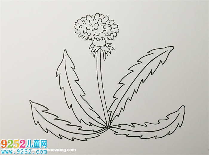 蒲公英怎么畫(huà)<a href=http://inspiredelm.com/jianbihua/ target=_blank class=infotextkey>簡(jiǎn)筆畫(huà)</a>