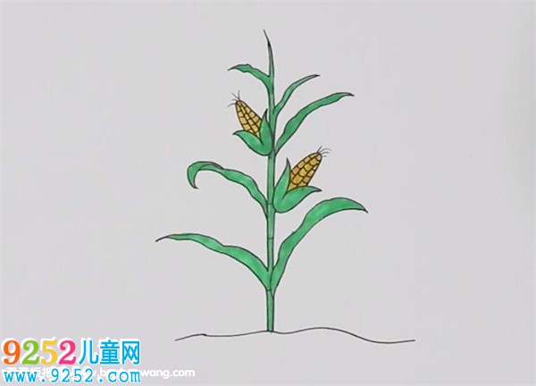 一棵玉米<a href=http://inspiredelm.com/jianbihua/ target=_blank class=infotextkey>簡筆畫</a>