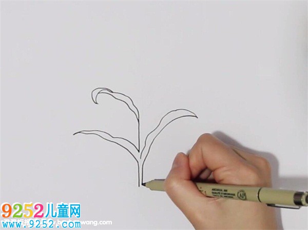 一棵玉米<a href=http://inspiredelm.com/jianbihua/ target=_blank class=infotextkey>簡筆畫</a>