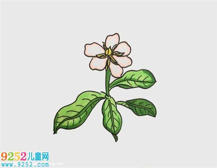 梔子花怎么畫