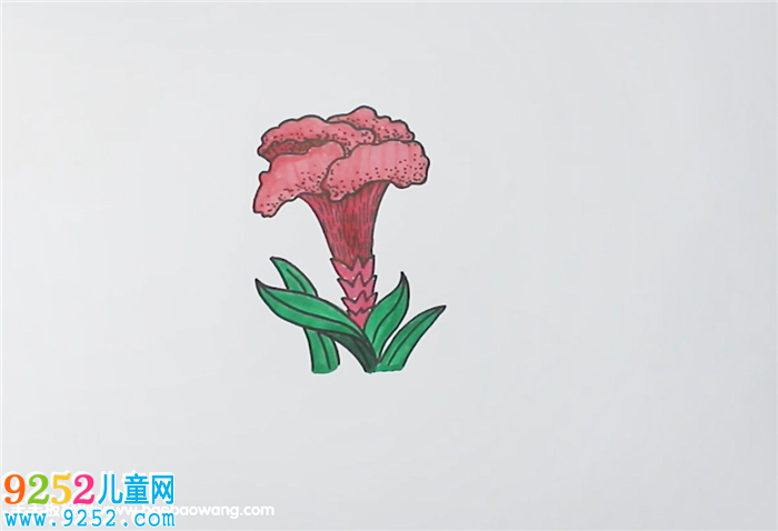 雞冠花<a href=http://inspiredelm.com/jianbihua/ target=_blank class=infotextkey>簡筆畫</a>