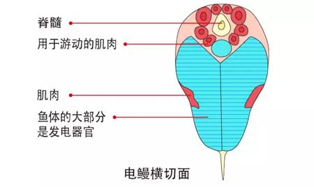 鰻魚的讀音,鰻字怎么讀拼音是什么,鰻魚的鰻為什么不讀第四聲