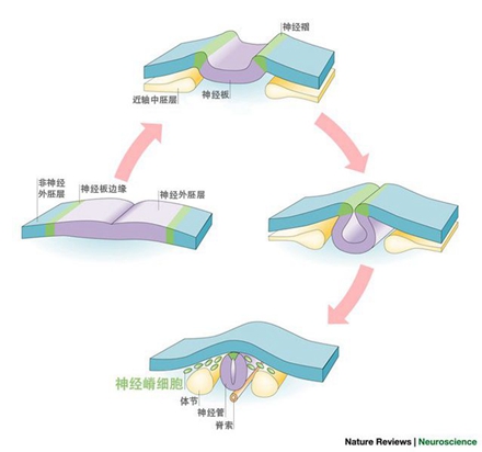 為什么狗的樣子千差萬別