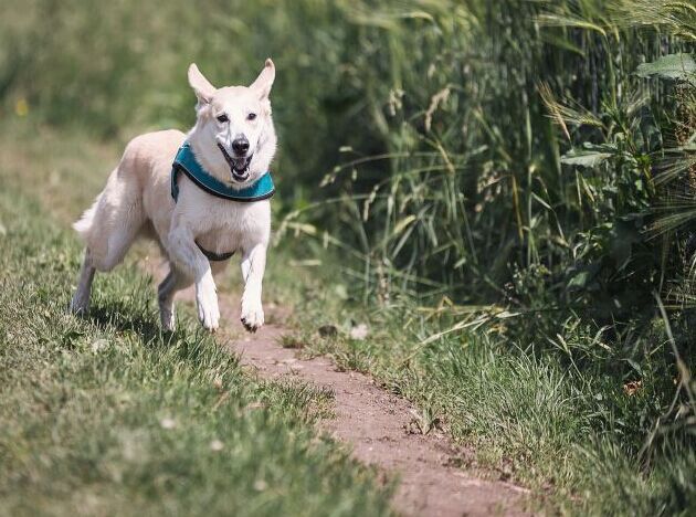 寵物犬七種奇怪行為的發(fā)生理由