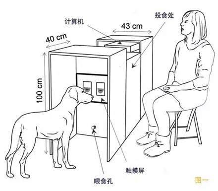 狗狗是如何察言觀色的