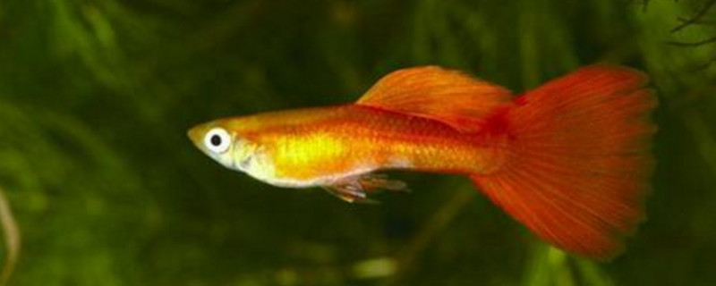 養(yǎng)孔雀魚應(yīng)該怎么換水