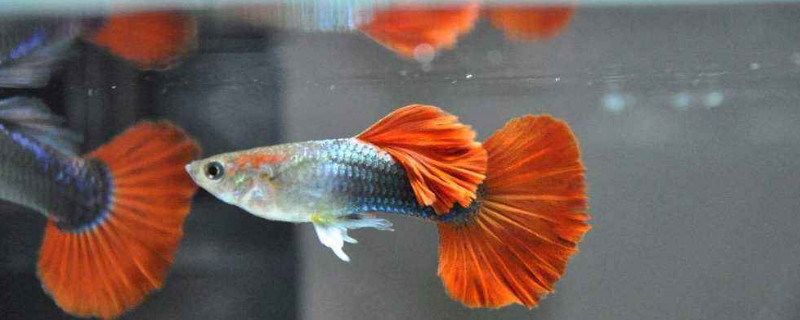 雜袍孔雀魚是什么