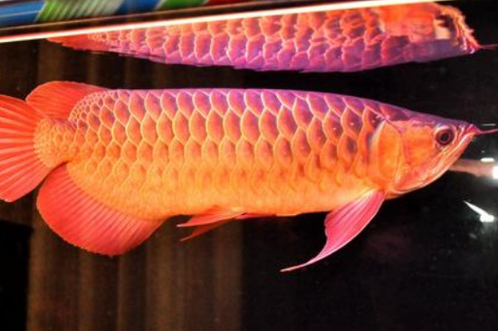 養(yǎng)龍魚水溫32度高不高