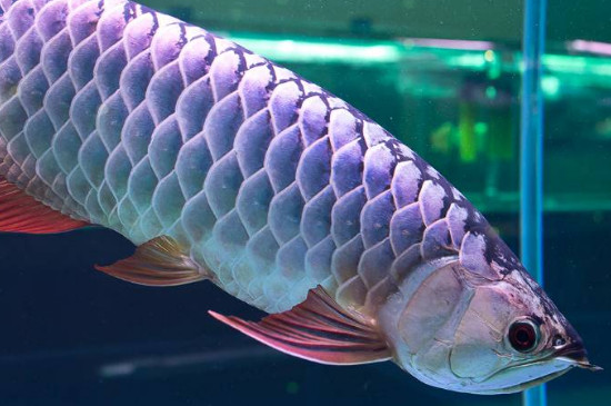 養(yǎng)龍魚水溫32度高不高