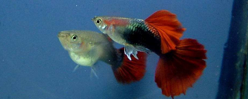 鳳尾魚下完崽怎么處理