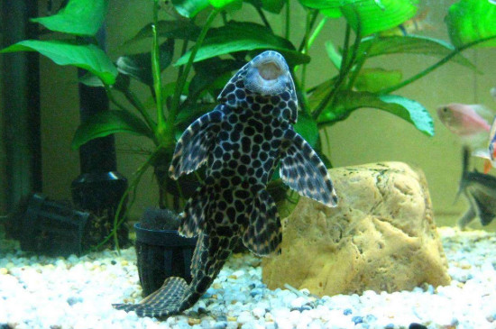 清道夫魚吃什么食物有哪些