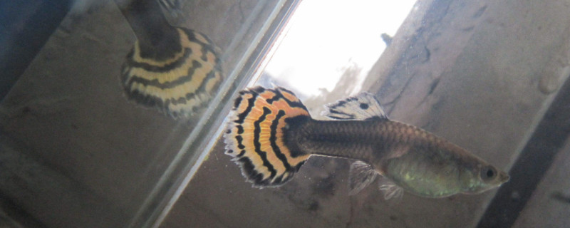孔雀魚生病的癥狀