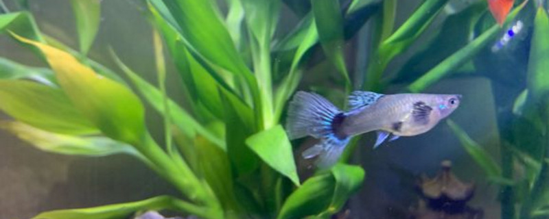 孔雀魚常溫水可以養(yǎng)嗎