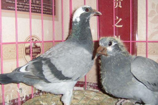 小鴿子幾個月下蛋抱窩