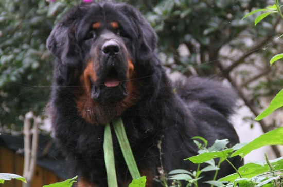 比特犬和藏獒哪個(gè)厲害