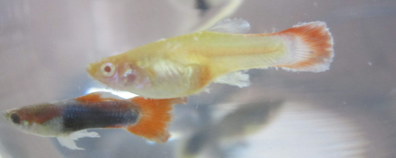 孔雀魚炸鱗是什么原因