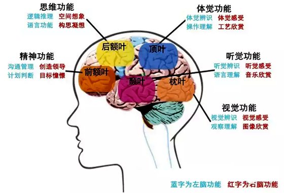 為什么說大腦是人體的指揮中心