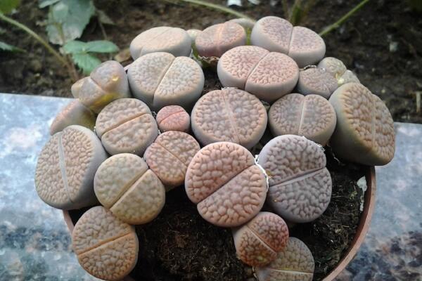 生石花干癟萎縮怎么辦，及時的找到原因并處理