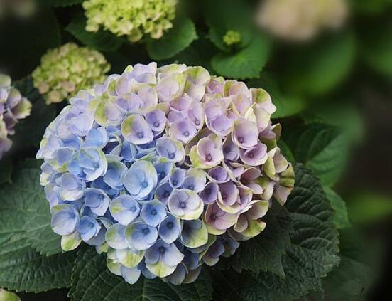 繡球花怎么施肥，繡球花施肥方法