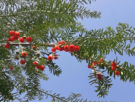 家養(yǎng)紅豆杉有什么好處，延年益壽、身體健康、長(zhǎng)壽幸福