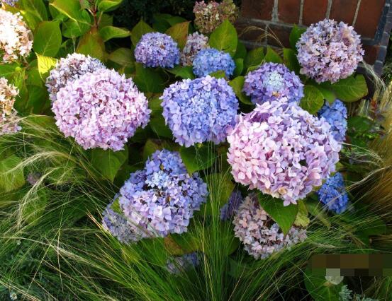 繡球花花期多久，花開(kāi)花謝持續(xù)25天(6-8月開(kāi)花)