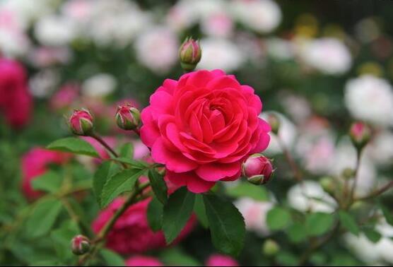 玫瑰花什么時(shí)候開(kāi)花，玫瑰開(kāi)花在每年初夏期間