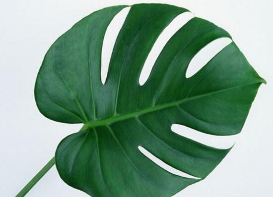 龜背竹怎么養(yǎng)，龜背竹養(yǎng)殖方法