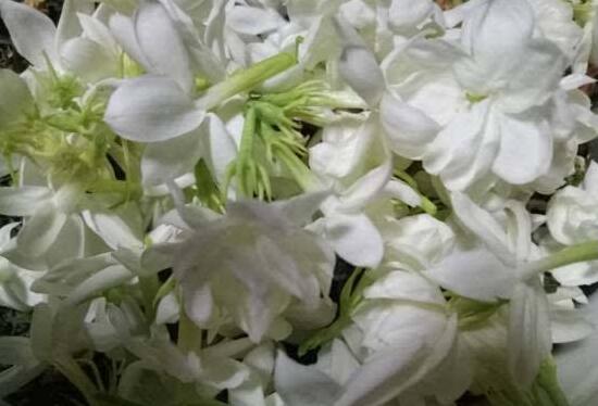茉莉花花期多久，茉莉花花期長(zhǎng)達(dá)半年(5-10月)