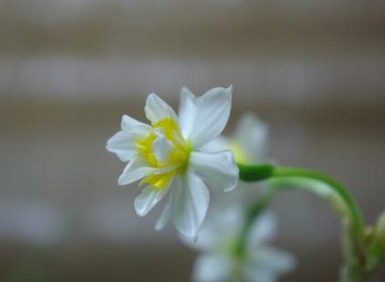 水仙花的功效與作用，水仙花六大功效與作用