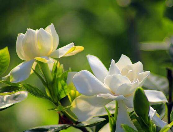 梔子花怎么養(yǎng)，梔子花養(yǎng)殖方法