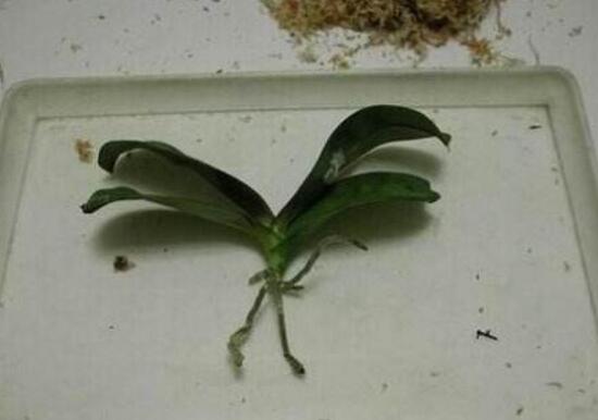 蝴蝶蘭怎么繁殖，蝴蝶蘭的繁殖方法和注意事項(xiàng)