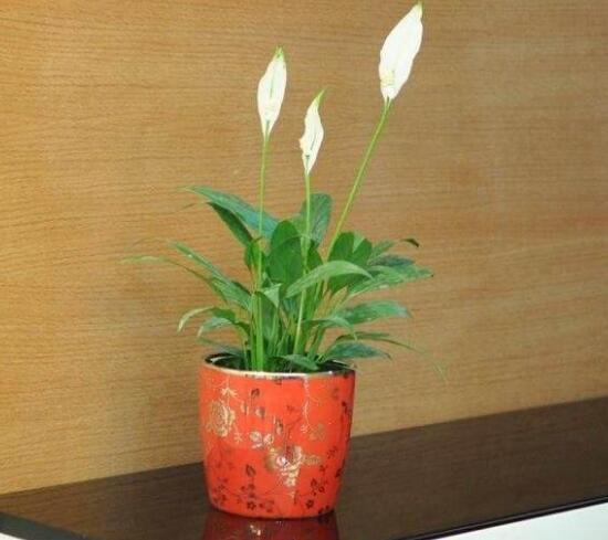 一帆風(fēng)順花語是什么，一帆風(fēng)順開花的寓意
