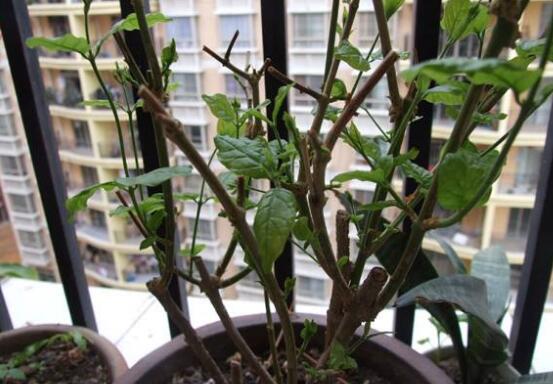 茉莉花怎么修剪，茉莉花修剪方法