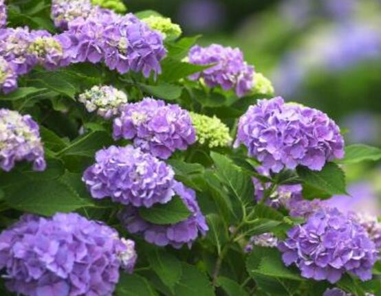 繡球花花期多久，花開(kāi)花謝持續(xù)25天(6-8月開(kāi)花)